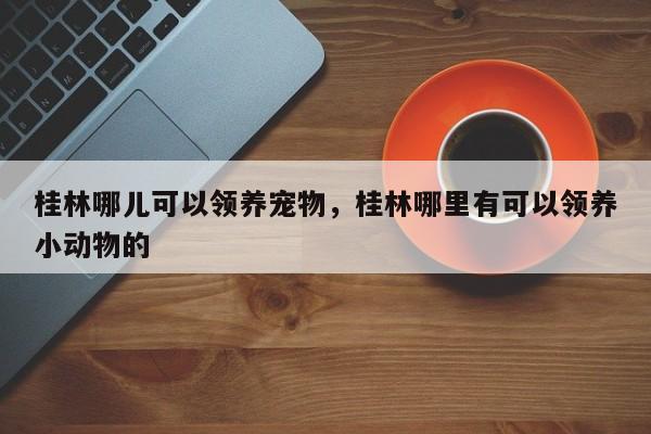 桂林哪儿可以领养宠物，桂林哪里有可以领养小动物的