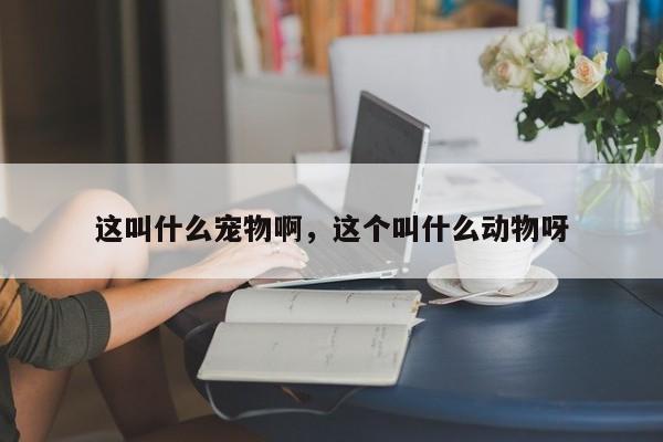 这叫什么宠物啊，这个叫什么动物呀